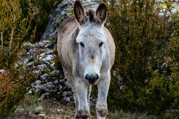 Naklejka premium donkey in the field