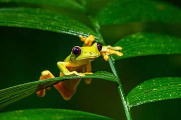 Gliding tree frog (Agalychnis spurrelli) is a species of frog in family Hylidae. It is found in Colombia, Costa Rica, Ecuador, and Panama.