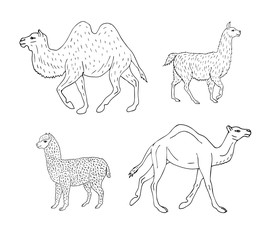 Vector set of hand drawn doodle sketch llamas and camels isolated on white background