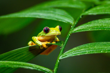 Gliding tree frog (Agalychnis spurrelli) is a species of frog in family Hylidae. It is found in...