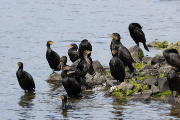 Cormorants at Bolsa Chica State Beach in Huntington Beach, California.