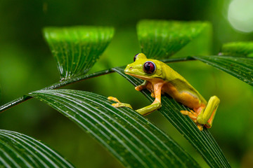 Gliding tree frog (Agalychnis spurrelli) is a species of frog in family Hylidae. It is found in Colombia, Costa Rica, Ecuador, and Panama.