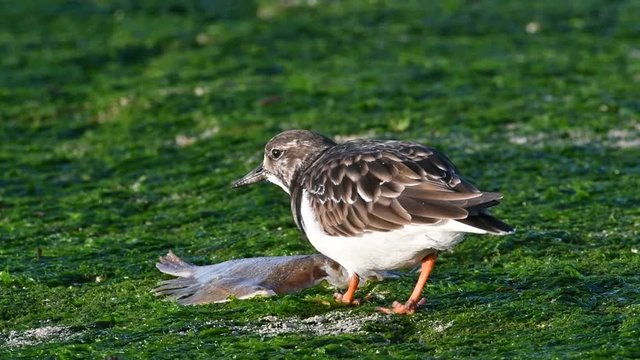Ruddy turnstone (Arenaria interpres) in winter plumage eating from dead fish on breakwater on beach along the North Sea coast