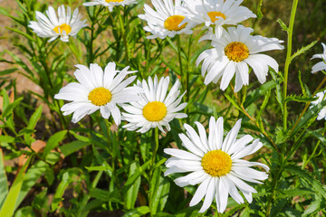 Daisy flower on green meadow. selective focus.