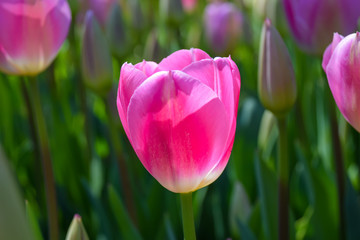Pink tulips growing in garden at spring time. Tulip in spring freshness.