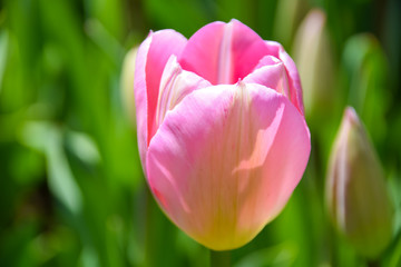 Pink tulips growing in garden at spring time. Tulip in spring freshness.