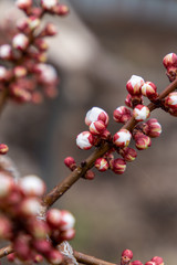 Apricot branches in pink and white flower buds in spring. The concept of spring nature. Blooming trees. Vertical photo.