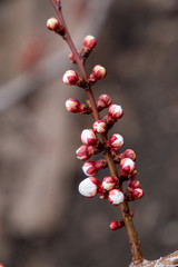 Apricot branches in pink and white flower buds in spring. The concept of spring nature. Blooming trees. Vertical photo.