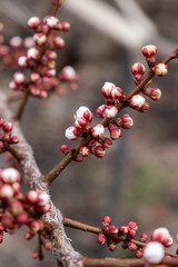 Apricot branches in pink and white flower buds in spring. The concept of spring nature. Blooming trees. Vertical photo.