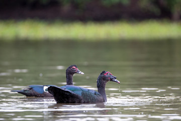 Zwei freigestellte Moschusenten in der Seitenansicht auf dem Fluss