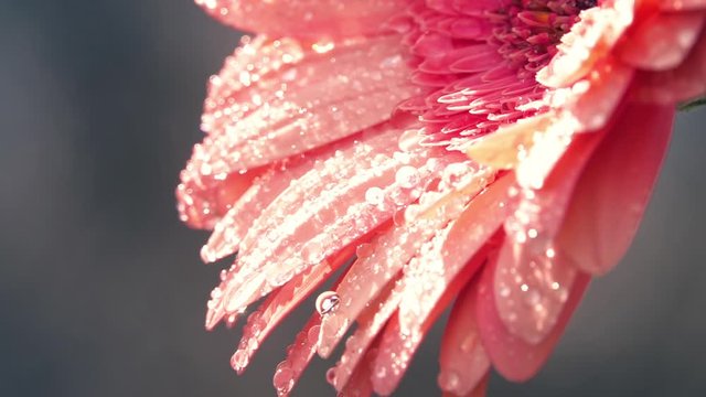 Pink gerbera daisy flower with water drops. Slow motion panorama of soft and gentle flower on gray sky background. Natural lighting.