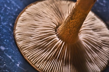 Detail of bottom part of mushroom head