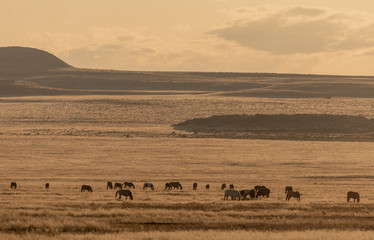 Fototapeta na wymiar Wild Horses in Autumn in the Utah Desert