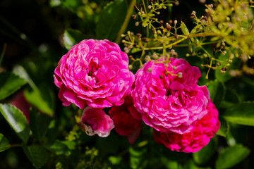 Flowering red roses in the garden, nature.