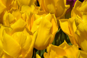 Flower background. Beautiful bouquet of tulips. Istanbul spring gardens. Istanbul tulip festival (Turkish: Istanbul Lale Festivali)