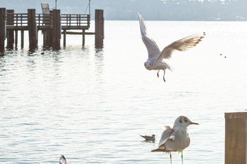 Seagulls in plain fight closeup.
