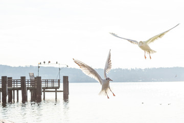 Seagulls in plain fight closeup.