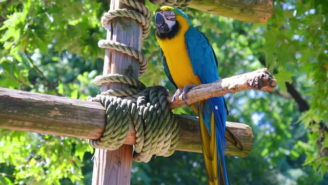 parrot ara ararauna perch colorful background