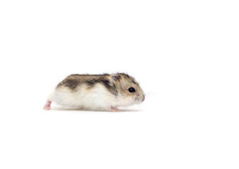 little hamster on a white background
