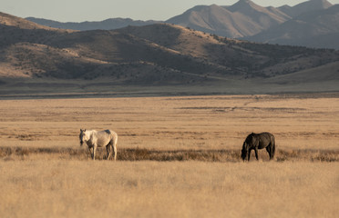 Wild Horses in Autumn in the Utah Desert