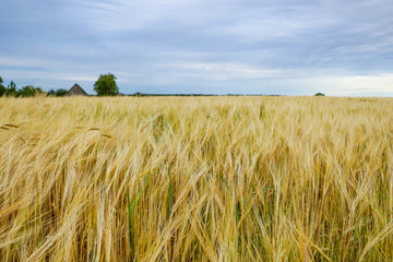 golden wheat field and sunny day, nature.