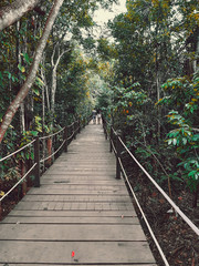 Fototapeta premium most w lesie