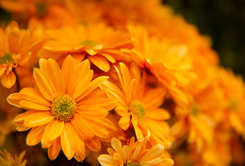 Photo of trendy flowers for graphic and web design. Floral image for web or mobile app