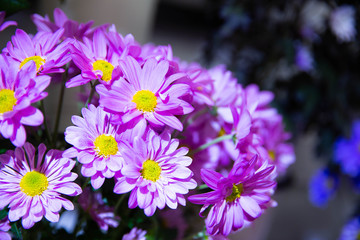 Photo of trendy flowers for graphic and web design. Floral image for web or mobile app