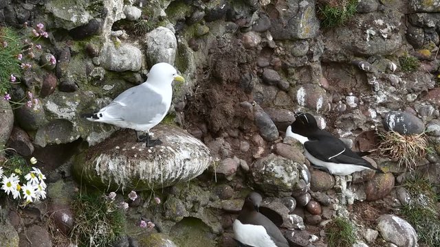 Black-legged kittiwake calling among razorbills and guillemots nesting in sea cliff face at seabird colony, Scotland, UK