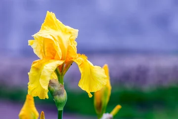 Tuinposter Yellow iris flower on purple blurred background_ © Volodymyr