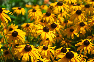 Yellow flowers field with bright contrasts. 