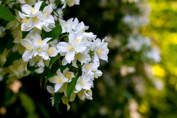 White jasmine flowers on a dark blurred background_