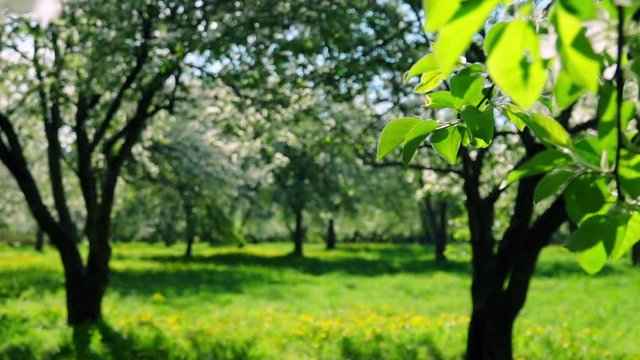Blooming apple orchard. Panning view. Slow motion. Natural lighting of beautiful garden place.