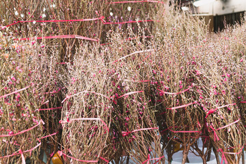 Flower Market in Mongkok, Chinese New Year celebration in Hong Kong