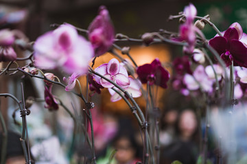 Pink Orchids, Flower Market in Mongkok, Chinese New Year celebration in Hong Kong
