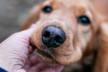 Cocker spaniel closeup. The owner caresses the dog_