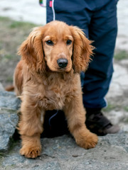 Obraz premium Cocker spaniel on a walk. Young dog with a boy_