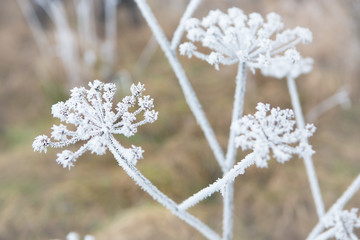 flower branch covered with ice and snow in a forest
