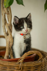 Chaton de 2 mois nommé "Domino" dans un pot de fleurs, au pied d'un ficus