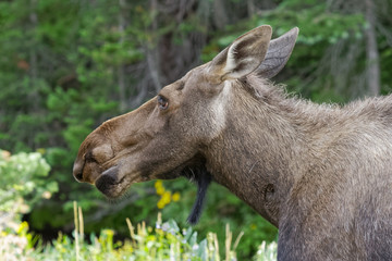 Fototapeta premium Shiras Moose in Colorado. Shiras are the smallest species of Moose in North America