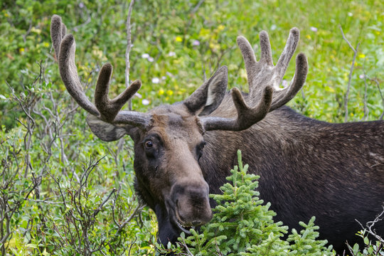 Shiras Moose in Colorado. Shiras are the smallest species of Moose in North America