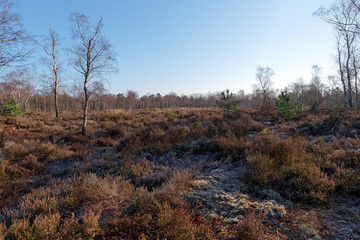 Touche aux Mulets plateau in the Fontainebleau forest