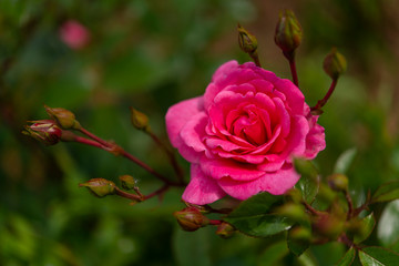 Rose au Jardins de Valloires