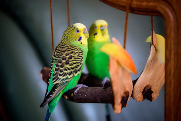 A parrot cleans feathers. and eats an apple. pet care. concept of vitamin deficiency in...