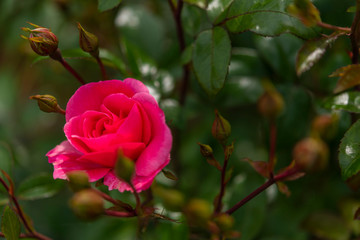 Rose au Jardins de Valloires
