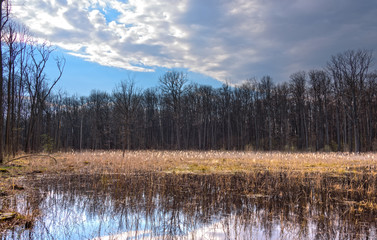 Spring landscape with a pond and 
