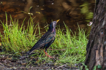 The curios starling under the tree. Common starling