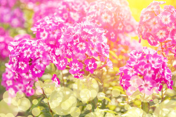 Magical scene spring beautiful flowers background made with pink pastel filters with sun light