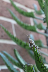 Grasshopper on plant 