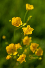 Bouton d'or (Renoncule rampante, Ranunculus repens, Renonculac&eacute;es)